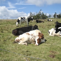 【作例有】Canon IXY DIGITAL 900IS コンデジ CCD 作例有】Canon IXY DIGITAL 900IS コンデジ CCD 作例有】Canon IXY