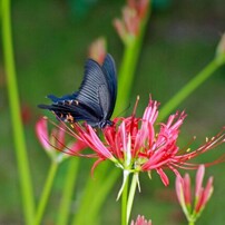 CANON(キヤノン)のレンズ EF100-300mm F5.6 で撮影した写真(画像)一覧