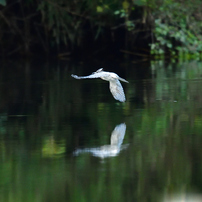 SIGMA(シグマ)のレンズ 150-600mm F5-6.3 DG OS HSM Sports [ニコン用