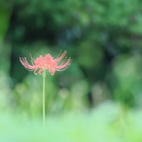 OLYMPUS(オリンパス)のレンズ M.ZUIKO DIGITAL ED 75mm F1.8 [シルバー