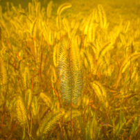 photo_13177968