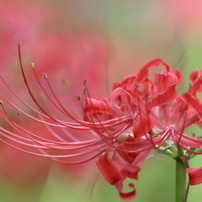 Canon EF75-300mm F4-5.6 III USM 作例有 CANON EF75-300mm F4-5.6 III USM投稿画像・動画 - 価格.com