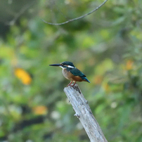 SIGMA(シグマ)のレンズ 150-600mm F5-6.3 DG OS HSM Sports [ニコン用