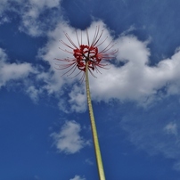 photo_13178643