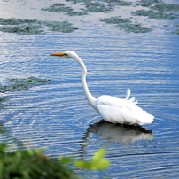 OLYMPUS(オリンパス)のレンズ M.ZUIKO DIGITAL ED 150-400mm F4.5 TC1