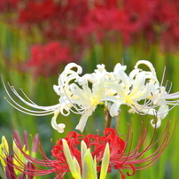 NIKON(ニコン)のレンズ AF-S DX NIKKOR 18-140mm f/3.5-5.6G ED VR で