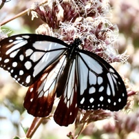 CANON(キヤノン)のデジタルカメラPowerShot SX70 HS で撮影した写真