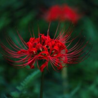 CANON(キヤノン)のレンズ EF75-300mm F4-5.6 IS USM で撮影した写真