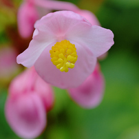 【ほんとイイ】Ai Micro-Nikkor 55mm f2.8 S￼ 作例付き ほんとイイ】Ai Micro-Nikkor 55mm f2.8 S￼ 作例付き ほんと