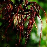 雨情の華