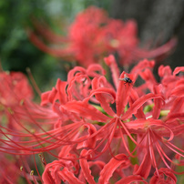 NIKON(ニコン)のミラーレス一眼Nikon 1 J4 で撮影した写真(画像)一覧