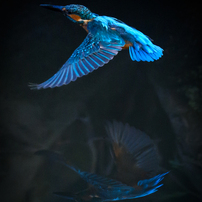 NIKON(ニコン)のレンズ AF-S NIKKOR 500mm f/4E FL ED VR で撮影した