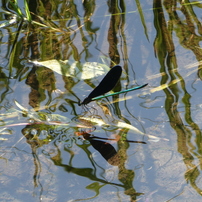 PANASONIC(パナソニック)のデジタルカメラLUMIX DC-TZ90 で撮影した