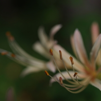 PENTAX(ペンタックス)のレンズ smc PENTAX-D FA マクロ 50mm F2.8 で