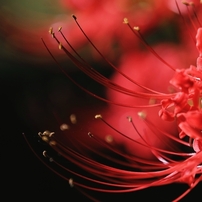 Canon EF70-300mm f4-5.6L IS USM【作例あり】 Canon EF70-300mm F4-5.6L IS USMを徹底解説。作例からレビューまで