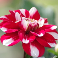 SIGMA(シグマ)のレンズ APO 70-300mm F4-5.6 DG MACRO (ﾍﾟﾝﾀｯｸｽ AF) で