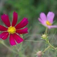 ❤️極上美品　ペンタックス K100D ❤️ ✨ショット1054枚‼︎ 51IfAy0C0lL._AC_UF350,