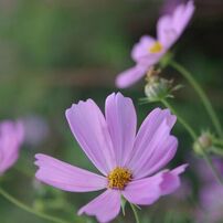 PENTAX(ペンタックス)のデジタル一眼PENTAX K100D Super で撮影した