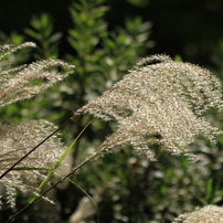 CANON(キヤノン)のレンズ EF100mm F2.8 マクロ USM で撮影した