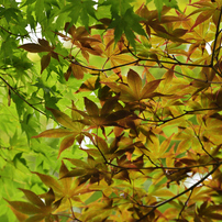 NIKON(ニコン)のデジタル一眼D7200 で撮影した写真(画像)一覧