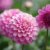 SIGMA(シグマ)のレンズ APO 70-300mm F4-5.6 DG MACRO (ﾍﾟﾝﾀｯｸｽ AF) で