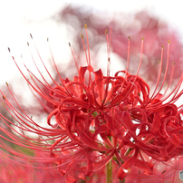 TAMRON(タムロン)のレンズ 28-300mm F/3.5-6.3 Di VC PZD (Model A010