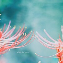 OLYMPUS(オリンパス)のレンズ M.ZUIKO DIGITAL 45mm F1.8 [シルバー