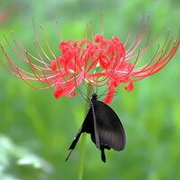 CANON(キヤノン)のレンズ EF75-300mm F4-5.6 IS USM で撮影した写真