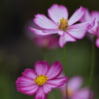 ✨極美品✨ニコン D7200 ボディ❤️わずか9,254ショット！ Zシリーズ（Nikon） 【予約商品】[新品]Nikon ニコン ZR ボディ