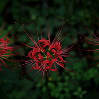 【撮影46枚 】Panasonic LUMIX DMC-G8M 美品 撮影46枚 】Panasonic LUMIX DMC-G8M 美品 撮影46枚 】Panasonic LUMIX