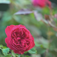 Nikon D750 ボディ (写真に写ってるもの) Nikon D750 ボディ (写真に写ってるもの) Nikon D750 ボディ (写真に