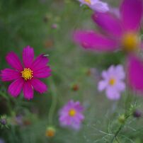 NIKON(ニコン)のデジタル一眼D2H で撮影した写真(画像)一覧- 写真共有