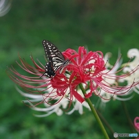 PENTAX(ペンタックス)のレンズ smc PENTAX-DA 55-300mm F4-5.8ED で