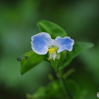 smc PENTAX DA55−300mm F4-5.8 ED 実写例あり PENTAX(ペンタックス)のレンズ smc PENTAX-DA 55-300mm F4-5.8ED で