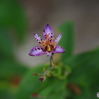 PENTAX(ペンタックス)のレンズ smc PENTAX-DA 55-300mm F4-5.8ED で