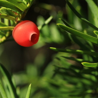 CANON(キヤノン)のレンズ EF100mm F2.8 マクロ USM で撮影した