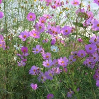 CANON(キヤノン)のデジタルカメラPowerShot SX740 HS で撮影した写真