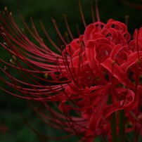 【撮影46枚 】Panasonic LUMIX DMC-G8M 美品 撮影46枚 】Panasonic LUMIX DMC-G8M 美品 撮影46枚 】Panasonic LUMIX