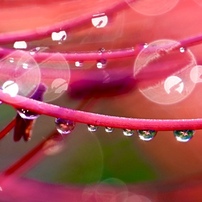 SIGMA(シグマ)のレンズ 70mm F2.8 DG MACRO [ソニーE用] で撮影した