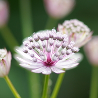 SONY(ソニー)のレンズ 100mm F2.8 Macro SAL100M28 で撮影した写真