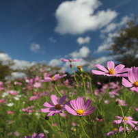 TAMRON(タムロン)のレンズ SP AF 17-50mm F/2.8 XR Di II LD