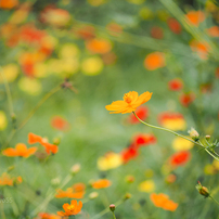 PANASONIC(パナソニック)のレンズ LUMIX G VARIO 45-200mm/F4.0-5.6 II