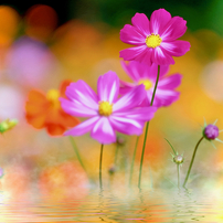 FUJIFILM X-T1 参考画像有り 今さらだけどFUJIFILM X-T1を中古で買いました！ – オニマガ