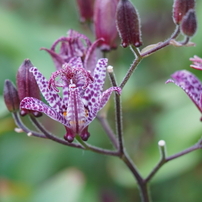 KONICA MINOLTA(コニカミノルタ)のレンズ AF APO TELE ZOOM 100-300mm