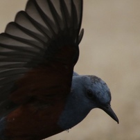 SIGMA(シグマ)のレンズ APO 50-500mm F4.5-6.3 DG OS HSM