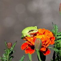 Man 公式写真 1 ランドローバーディフェンダーホイール（リム径（ホイールサイズ）：24