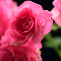 NIKON(ニコン)のデジタル一眼D750 で撮影した写真(画像)一覧- 写真共有