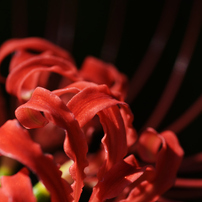 NIKON(ニコン)のデジタル一眼D7200 で撮影した写真(画像)一覧- 写真