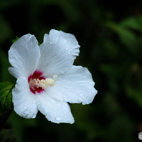 NIKON(ニコン)のレンズ AF-S DX Micro NIKKOR 85mm f/3.5G ED VR で