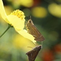 [実用品/作例] Canon EF 100mm f2.8 Macro キヤノン キヤノン EF100mm/F2.8L マクロ IS USM 商品レビュー